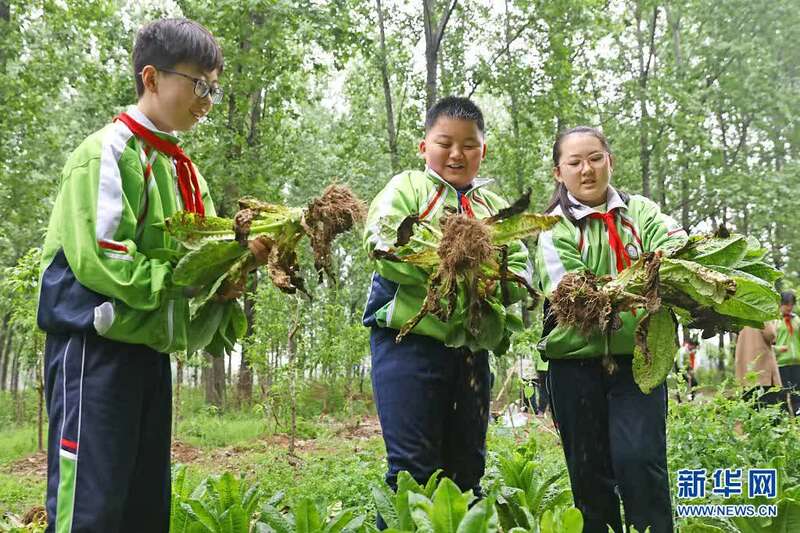 乐鱼app：户外劳动教室 练习劳动学问(图3)